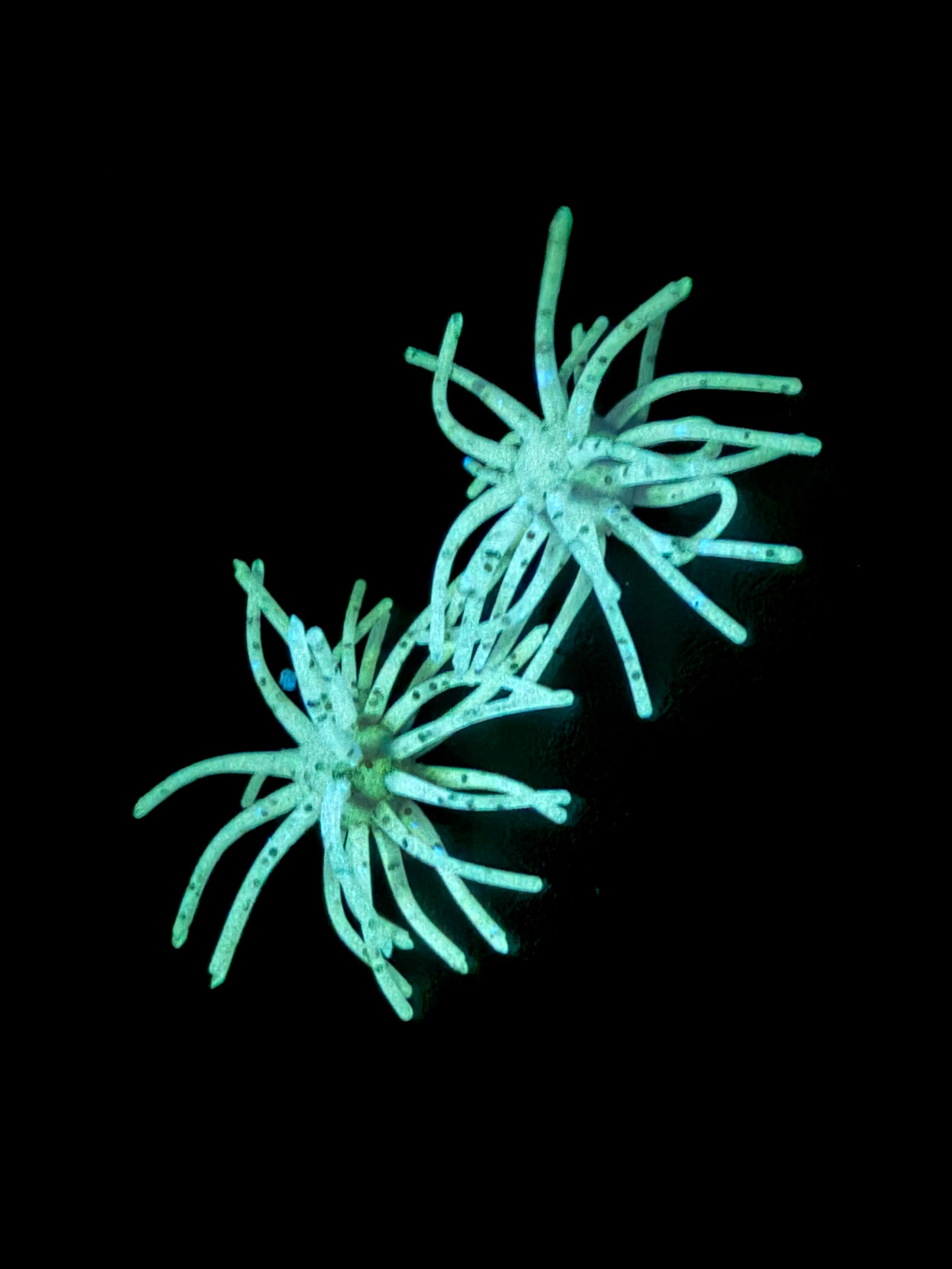 Soft Plastic Urchin Style Bait (Glow)